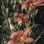  Liliane Roubaudi - Hemerocallis fulva (L.) L. [1762]