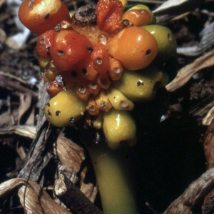 Photographie n°2342713 du taxon Arum pictum L.f. [1782]