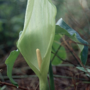 Arum corsicum Loisel. (Arum peint)