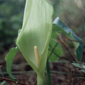 Arum pictum L.f. (Arum peint)