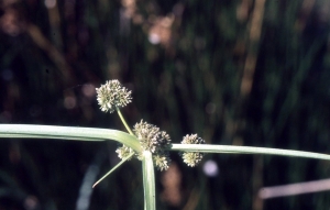 Liliane Roubaudi, le 18 septembre 1999 (Saint-Gilles)