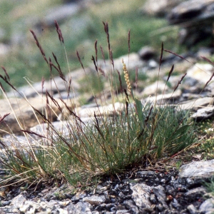 Festuca violacea Schleich. ex Gaudin (Fétuque violacée)