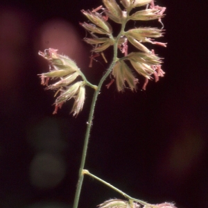 Photographie n°2342742 du taxon Dactylis glomerata L. [1753]