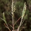  Liliane Roubaudi - Catapodium marinum (L.) C.E.Hubb. [1955]