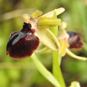  - Ophrys passionis Sennen [1926]