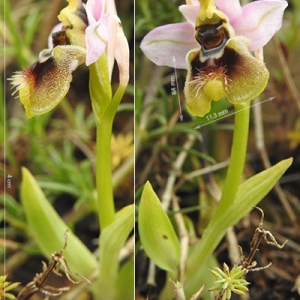  - Ophrys tenthredinifera subsp. neglecta (Parl.) E.G.Camus [1908]