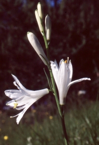 Liliane Roubaudi, le 16 juin 1998 (Gresse-en-Vercors)