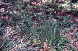 Liliane Roubaudi, le 18 mai 2004 (Rauzan)