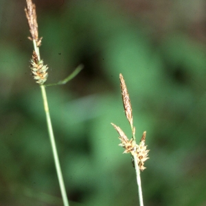 Photographie n°2343014 du taxon Carex umbrosa Host [1801]