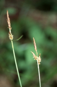 Liliane Roubaudi, le 18 mai 2004 (Rauzan)