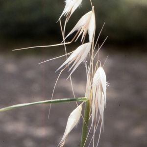 Photographie n°2343016 du taxon Avena orientalis Schreb. [1771]