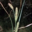  Liliane Roubaudi - Carex rostrata Stokes [1787]