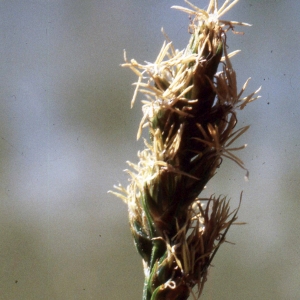 Photographie n°2343044 du taxon Carex vulpina L. [1753]