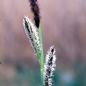 Photographie n°2343090 du taxon Carex riparia Curtis [1783]