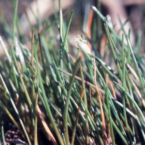  - Eleocharis parvula (Roem. & Schult.) Link ex Bluff, Nees & Schauer [1836]