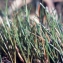 Liliane Roubaudi - Eleocharis parvula (Roem. & Schult.) Link ex Bluff, Nees & Schauer [1836]