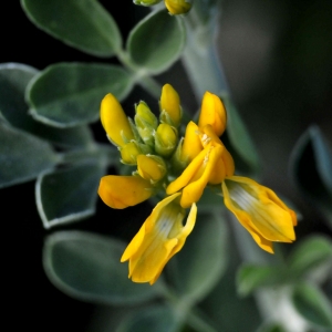 Photographie n°2343214 du taxon Medicago arborea L.