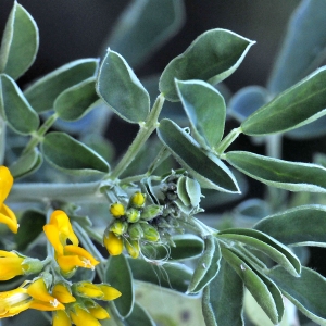 Photographie n°2343216 du taxon Medicago arborea L.