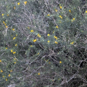 Photographie n°2343218 du taxon Medicago arborea L.