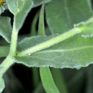 Photographie n°2343226 du taxon Calendula arvensis L.