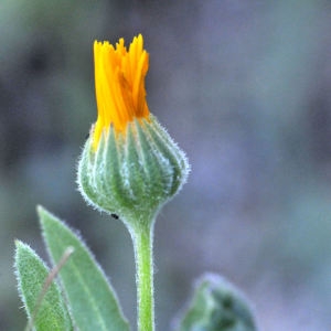 Photographie n°2343227 du taxon Calendula arvensis L.