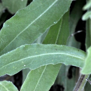 Photographie n°2343228 du taxon Calendula arvensis L.