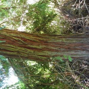 Photographie n°2343246 du taxon Sequoia sempervirens (D.Don) Endl. [1847]
