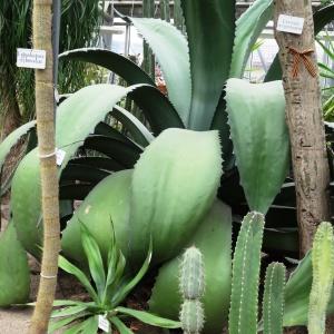 Photographie n°2343274 du taxon Agave salmiana Otto [1842]