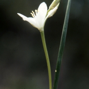 Ornithogalum spicatum Gaterau (Scille d'Italie)