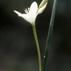 Photographie n°2343293 du taxon Ornithogalum spicatum Gaterau [1789]