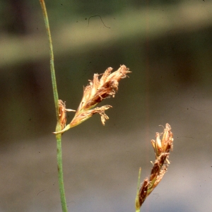 Photographie n°2343303 du taxon Carex paniculata L. [1755]