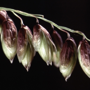 Photographie n°2343305 du taxon Melica nutans L. [1753]