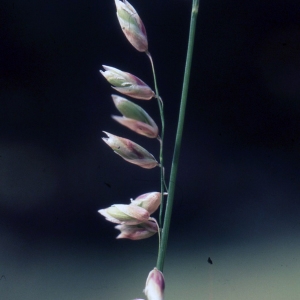 Photographie n°2343306 du taxon Melica nutans L. [1753]