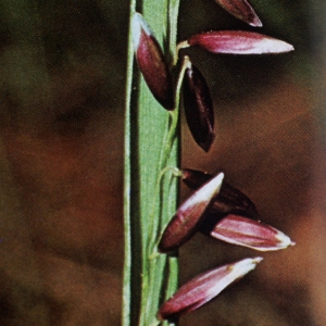 Photographie n°2343307 du taxon Melica nutans L. [1753]