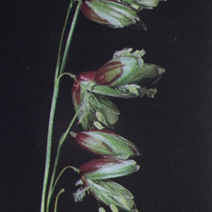 Photographie n°2343308 du taxon Melica nutans L. [1753]