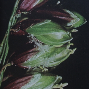 Photographie n°2343309 du taxon Melica nutans L. [1753]