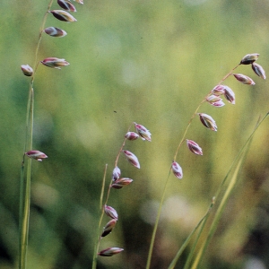 Photographie n°2343310 du taxon Melica nutans L. [1753]