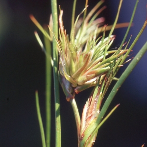 Juncus bulbosus L. (Jonc bulbeux)