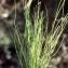  Liliane Roubaudi - Isolepis setacea (L.) R.Br. [1810]