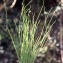  Liliane Roubaudi - Isolepis setacea (L.) R.Br. [1810]