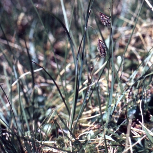  - Carex magellanica Lam. [1792]