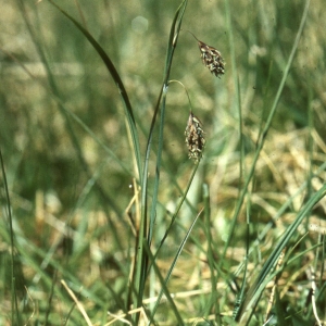 Carex magellanica Lam. (Carex de Magellan)