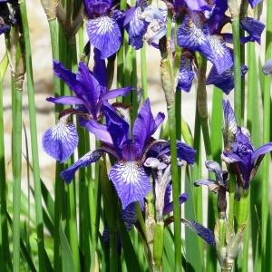 Photographie n°2343517 du taxon Iris sibirica L. [1753]