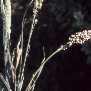 Photographie n°2343533 du taxon Sorghum bicolor (L.) Moench [1794]