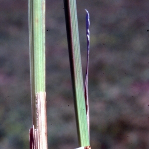 Photographie n°2343534 du taxon Poa chaixii Vill. [1786]