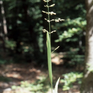 Photographie n°2343535 du taxon Poa chaixii Vill. [1786]