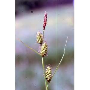 Carex lepidocarpa Tausch (Laiche à beaux fruits)