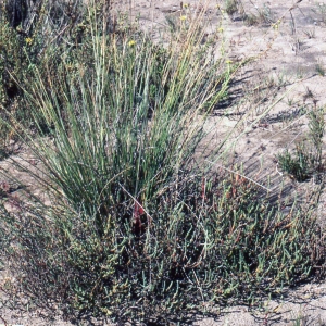 Photographie n°2343539 du taxon Carex extensa Gooden. [1794]