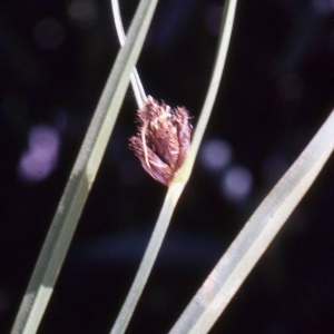 Photographie n°2343541 du taxon Carex divisa Huds. [1762]