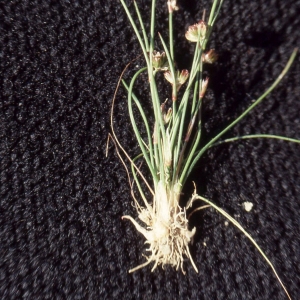 Eleocharis ovata (Roth) Roem. & Schult. (Scirpe à inflorescence ovoïde)